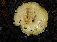 Russula cremoricolor image