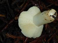 Russula cremoricolor image