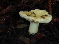 Russula cremoricolor image