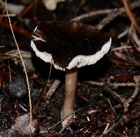 Melanoleuca melaleuca image