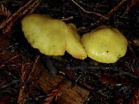 Hygrocybe singeri image