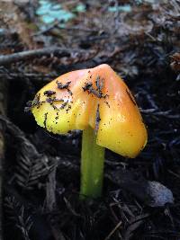 Hygrocybe acutoconica image