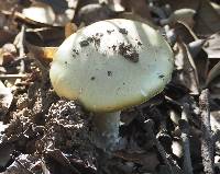 Amanita phalloides image