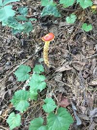 Heimioporus betula image