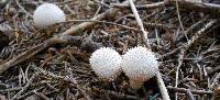 Lycoperdon perlatum image