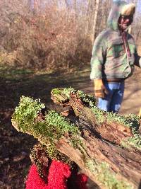 Cladonia coniocraea image