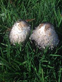 Coprinus comatus image