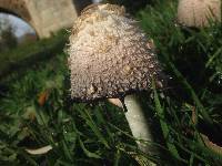 Coprinus comatus image