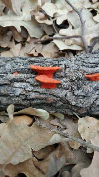 Pycnoporus sanguineus image