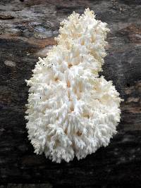 Hericium coralloides image