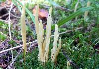 Clavaria fragilis image