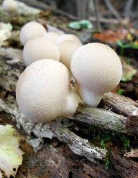 Lycoperdon pyriforme image