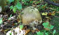 Calvatia gigantea image