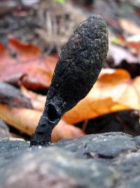 Xylaria polymorpha image