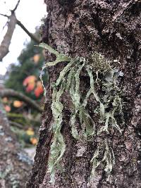 Ramalina leptocarpha image