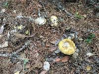 Amanita phalloides image