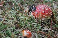 Amanita muscaria image