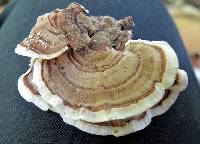 Trametes versicolor image