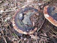 Fomitopsis pinicola image