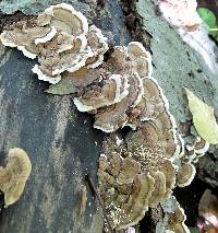 Trametes versicolor image