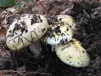 Amanita phalloides image