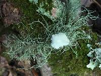 Usnea intermedia image