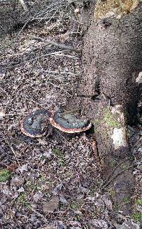 Fomitopsis pinicola image