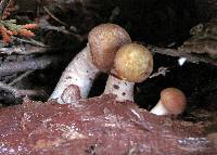 Armillaria mellea image