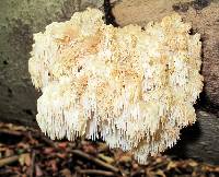 Hericium americanum image