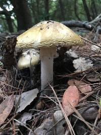 Amanita phalloides image