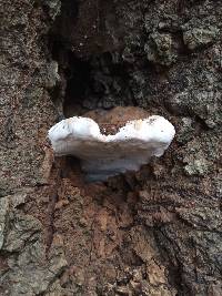 Ganoderma applanatum image