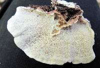 Trametes versicolor image