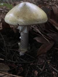 Amanita phalloides image