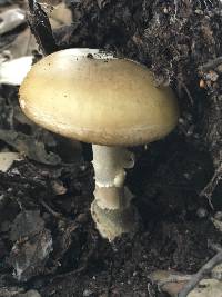 Amanita phalloides image