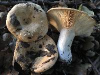 Lactarius alnicola image