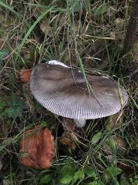 Amanita vaginata image