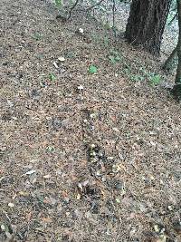 Amanita phalloides image