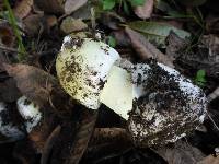 Amanita phalloides image