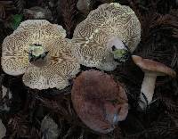 Lactarius xanthogalactus image