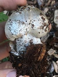 Volvariella gloiocephala image