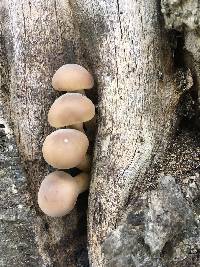 Agrocybe parasitica image