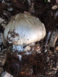 Volvariella gloiocephala image