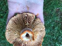 Lactarius deliciosus image