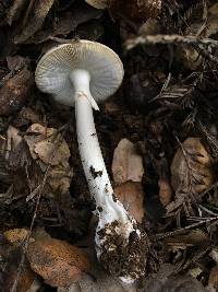 Amanita phalloides image