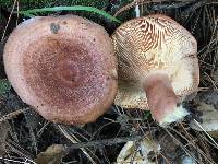 Lactarius xanthogalactus image