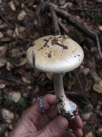 Amanita phalloides image