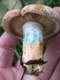 Lactarius deliciosus image