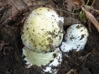 Amanita phalloides image