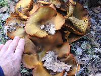 Omphalotus olivascens image