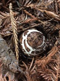 Chlorophyllum brunneum image